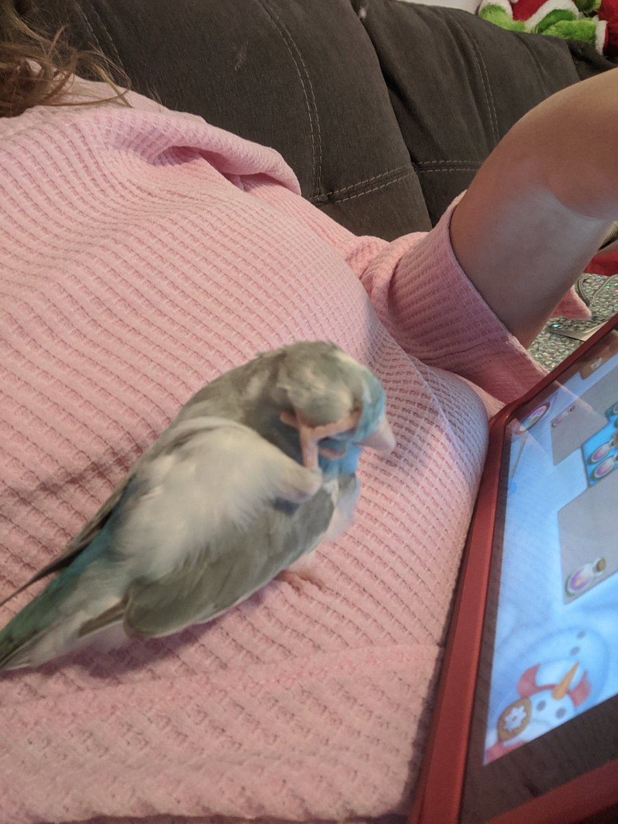 LittleBluePip's tweet photo. Little Miss Cloud will scratch her own head. Silly sissy! Mommy gives the best scritches!!! #CloudBird #BirdLife https://t.co/x3rIHrpked