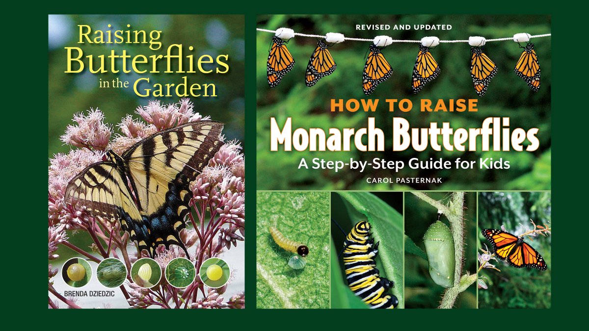 FireflyBooks's tweet photo. This year we were happy to publish Brenda Dziedzic's Raising Butterflies in the Garden, which encourages more greenspaces that welcome pollinators.

It joins Carol Pasternak's How to Raise Monarch Butterflies as guides for how to help butterflies thrive. 🦋💚🦋 https://t.co/n4G8LrU1rD