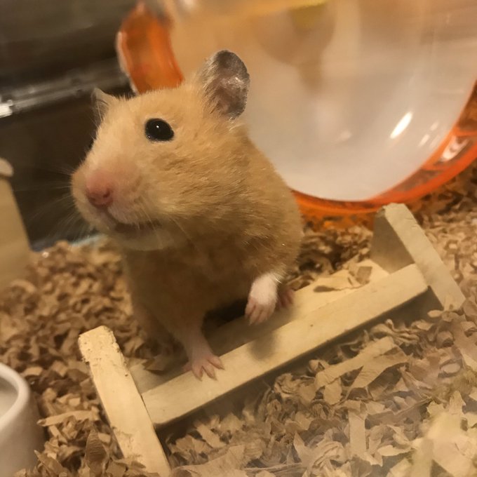 え メスなのに ハムスターのお尻のあたりに何か違和感があって