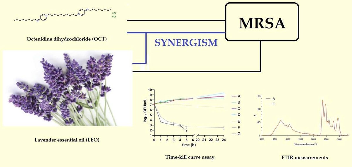 Molecules_MDPI's tweet photo. #mdpimolecules The Antibacterial Activity of Lavender Essential Oil Alone and In Combination with Octenidine Dihydrochloride against MRSA Strains https://t.co/9gZzq76e4f #MRSA #essentialoil #synergisticactivity #FTIR https://t.co/VTbQgBg2t6