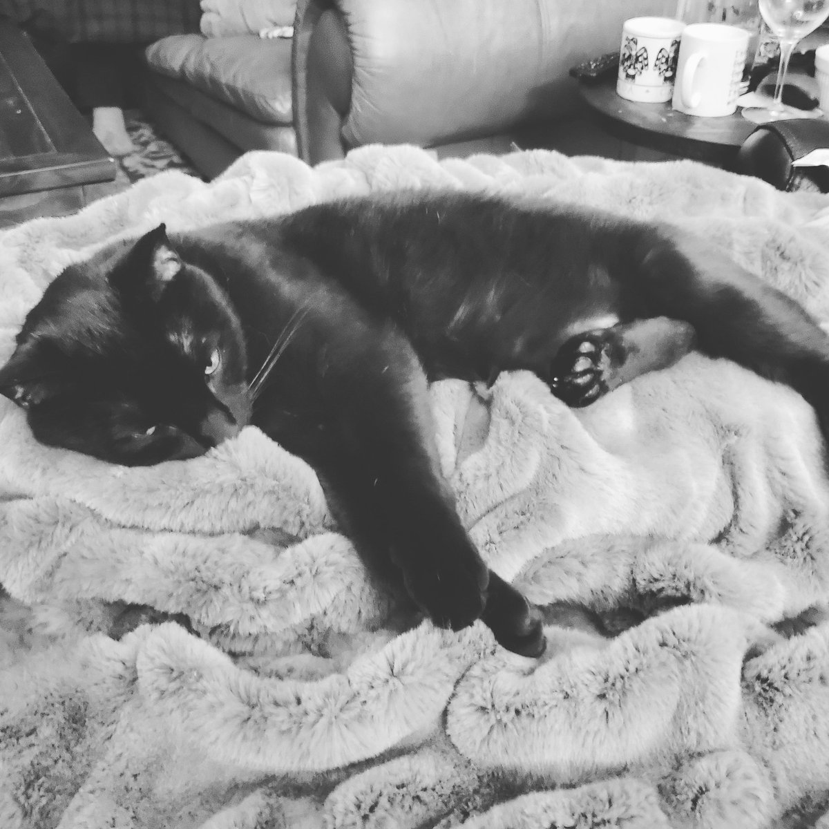 Dr_AMeagher's tweet image. May you all be able to fully commit to a snuggle like Jasper. #fuzzyblanket @dog_rates @WeRateCat #wellness