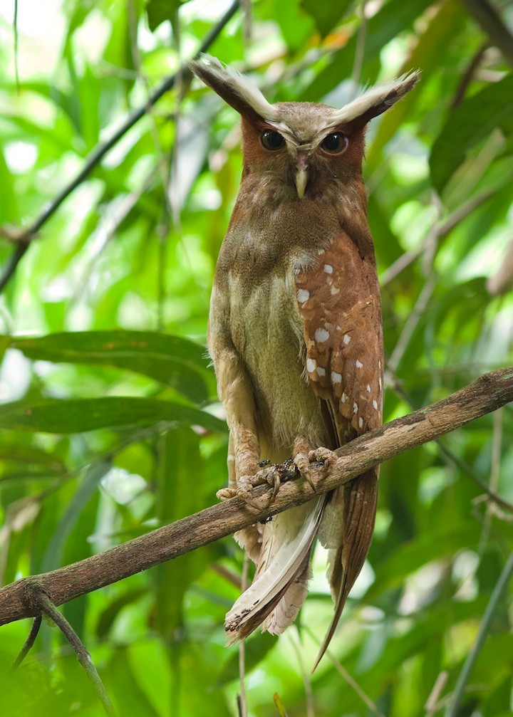 A Crested Owl perched on a thin tree branch, staring at the viewer. Its long, cream-colored "eyebrows" are arching above each side of its head. It has brownish-red plumage on its face, neck, and wings, while its chest are covered in an off-white plumage. It has a narrow body and a downward hook-shaped beak. Green leaves from the tree canopy can be seen in the background.
