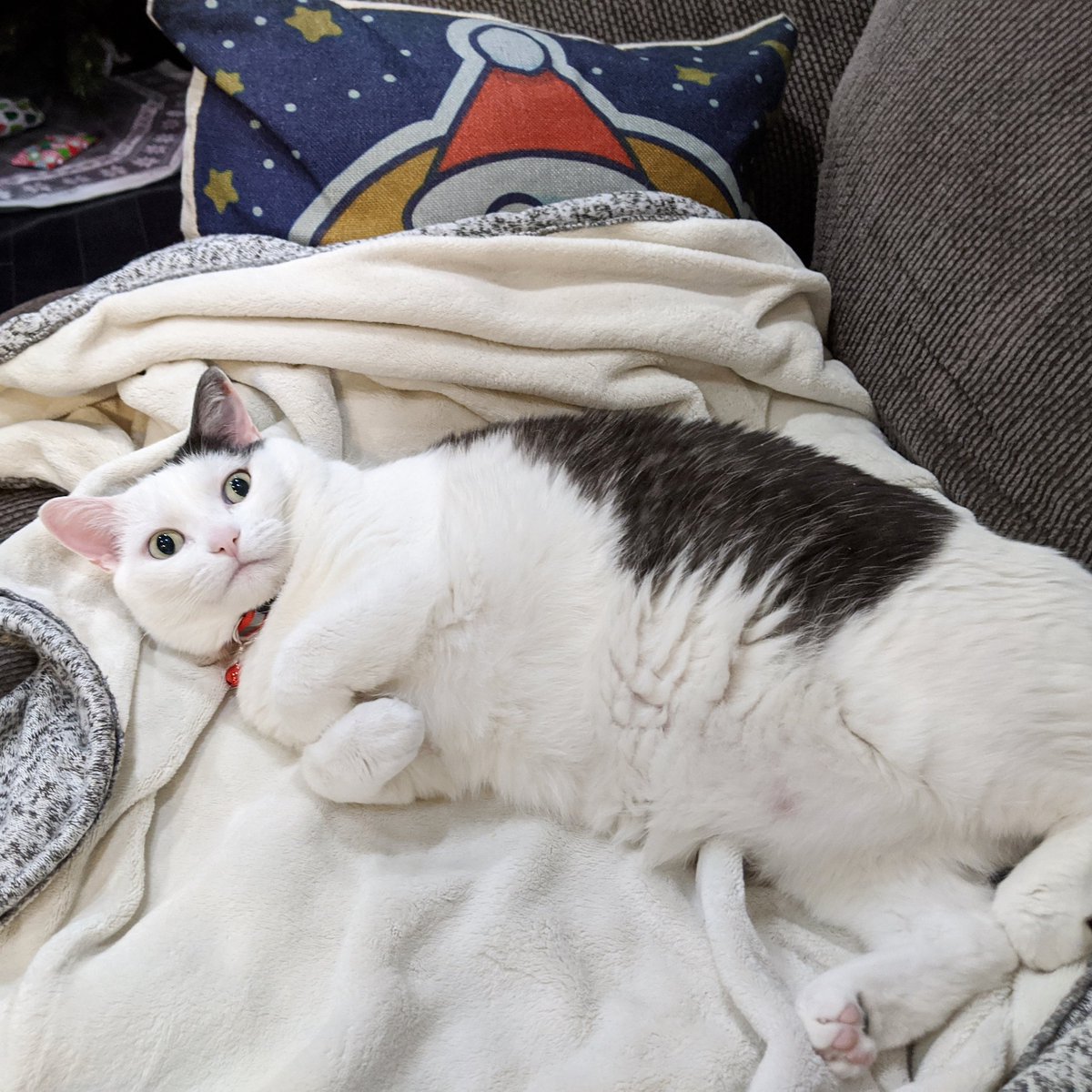 HouseofFuzz's tweet image. Happy holidays to all my FuzZy friends #catsoftwitter