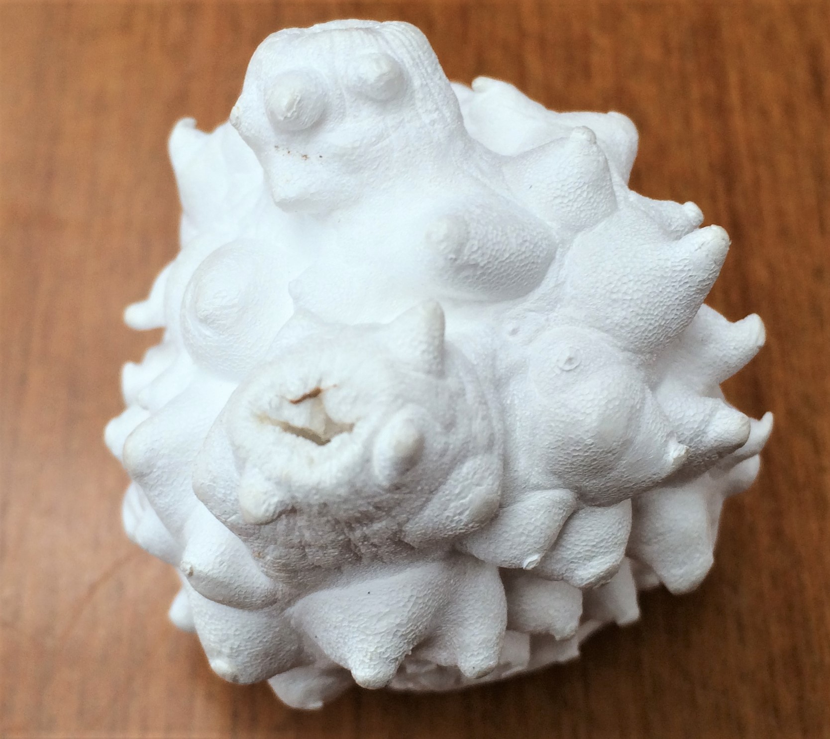 セルロース Twitter Haku Twitter