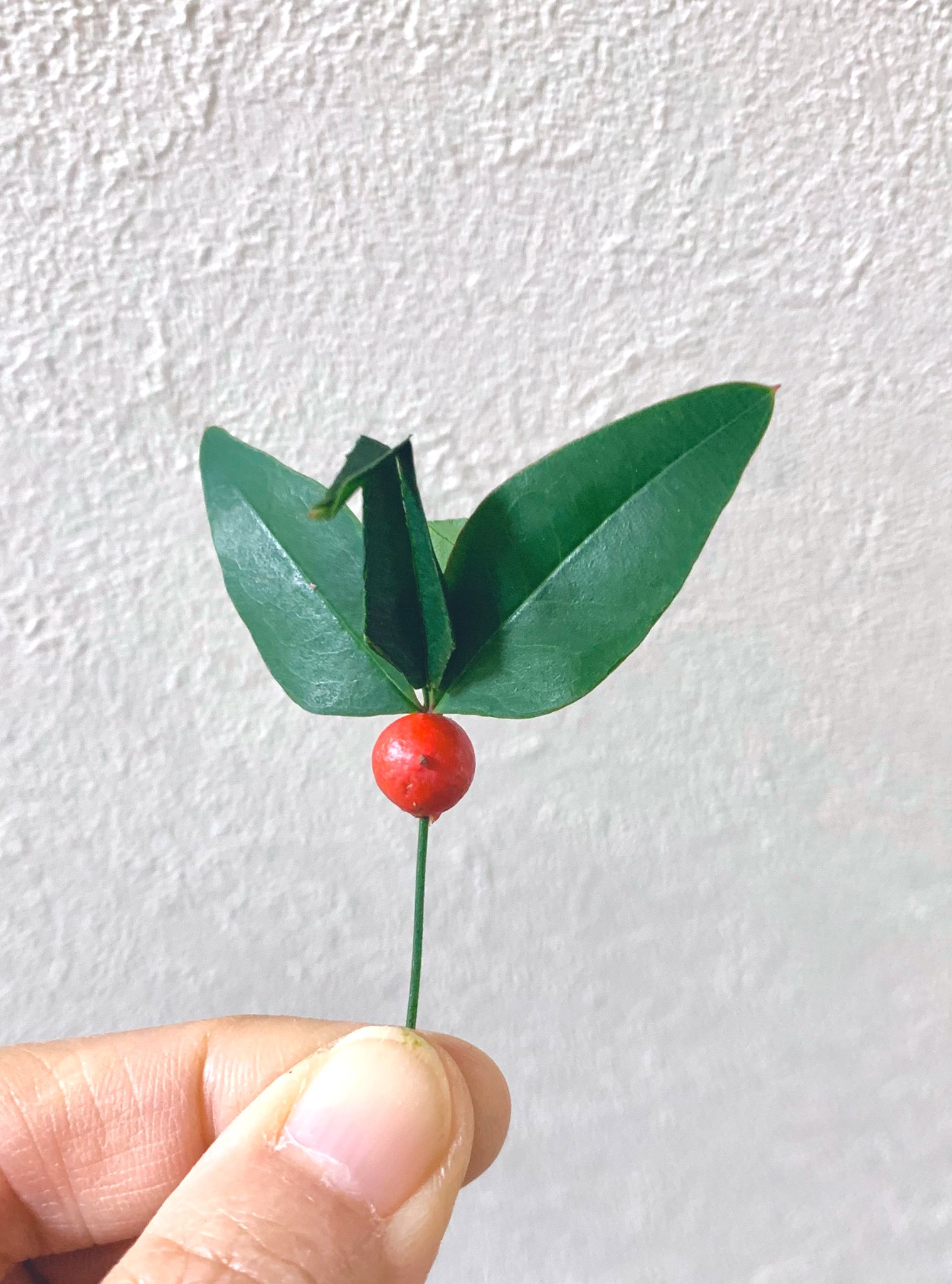 Inori ナンテンの木を剪定したので葉で鶴を作りました 南天 ナンテン は 難を転じて福と成す から 縁起の良い木とされ また葉には解毒 殺菌 防腐作用があるのでお節などに飾られます 南天の鶴は数日もちますので 私はおせちに飾っています