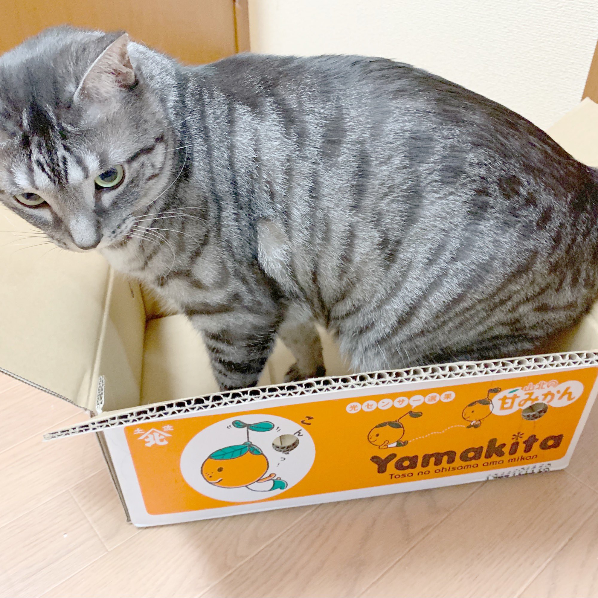 猫みかん Twitter Search Twitter