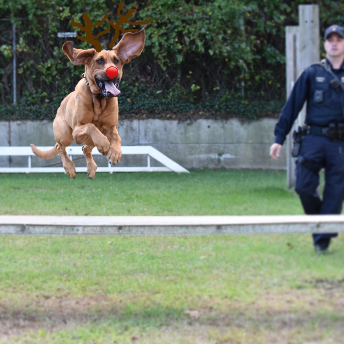 Fun little Christmas fact! We all know that K9s lead the way, but did you know they also lead Santa’s sleigh?  K9 Jemma is actually Rudolph!  Now you know 🤫

#christmasdogs #rudolph #K9 #Christmas #reindeer #rudolphtherednosedreindeer