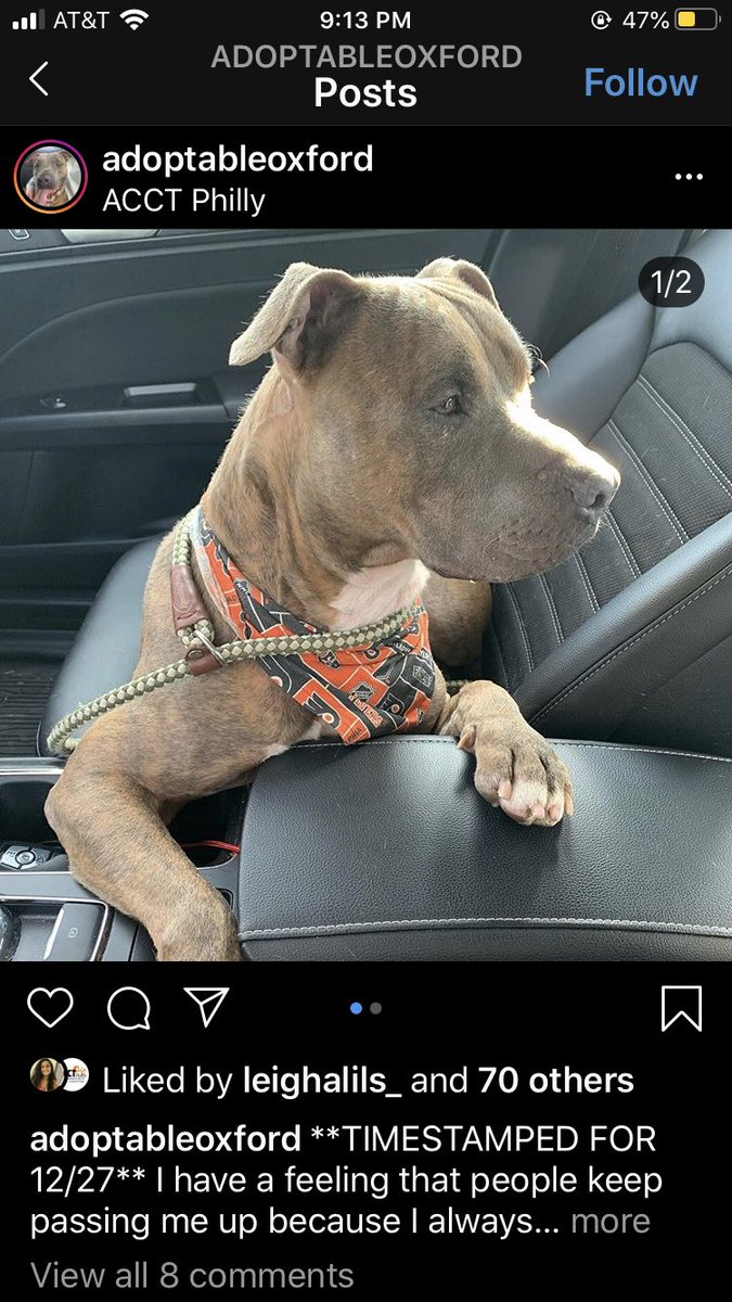 Claudiagrilloo's tweet photo. This is Oxford he has a timestamp for tomorrow 12/27 due to the harsh shelter environment hitting him hard. He will need to be the only pet, but I know there is someone out there for him. Please share, he deserves a second chance at life. If not he will sadly be put to sleep. https://t.co/mMrju0xSBV