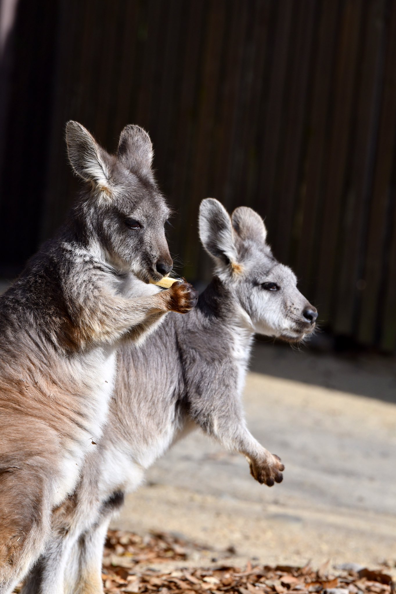豊橋総合動植物公園 のんほいパーク カンガルー達の可愛いところ 手で持って食べるところ 豊橋 のんほいパーク 動物園 カンガルー ワラルー ワラビー オーストラリア T Co Mmbhsjzynt Twitter
