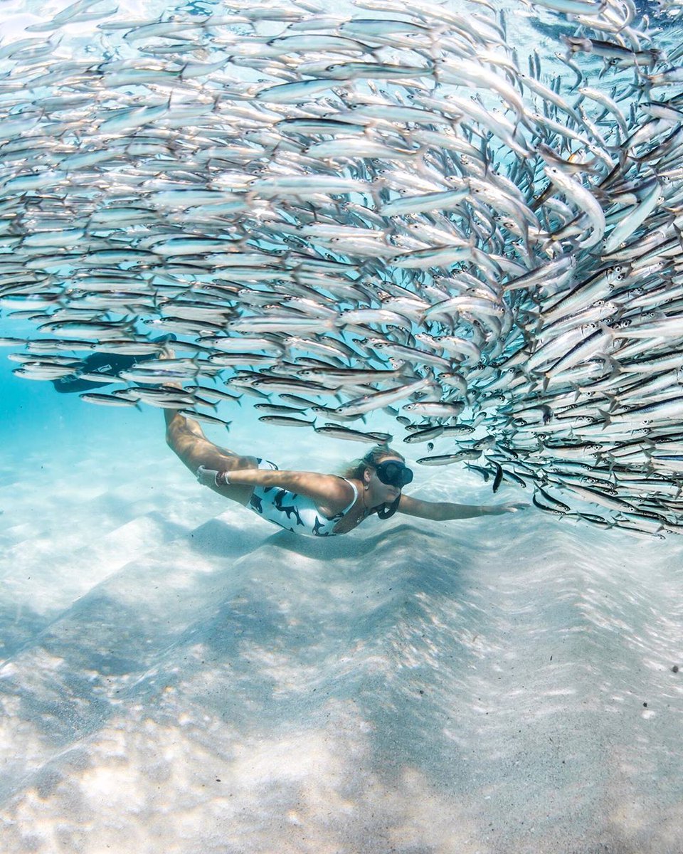 If it gets a little sunny up in <a href="/thecoralcoast/">WA's Coral Coast</a> 🌞, just do as IG/samlawrencephoto did and dive to find some shade 😎 under a school of fish 🐟 in #NingalooReef! You'll be shocked beyond words at this unique experience in the warm crystal waters here. #thisisWA
