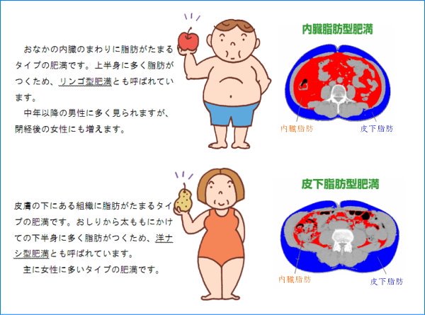 尾形 哲 肝臓先生 肝臓から脂肪を落とす Twitter પર あなたのシボーはリンゴかナシか 皮下 内臓脂肪の付き方は個体差があり 比例しません 体脂肪率 体全体の脂肪の重さ 体重ｘ100 Ctでの測定は 臍の位置で内臓脂肪と皮下脂肪を 別々に面積を測るのです