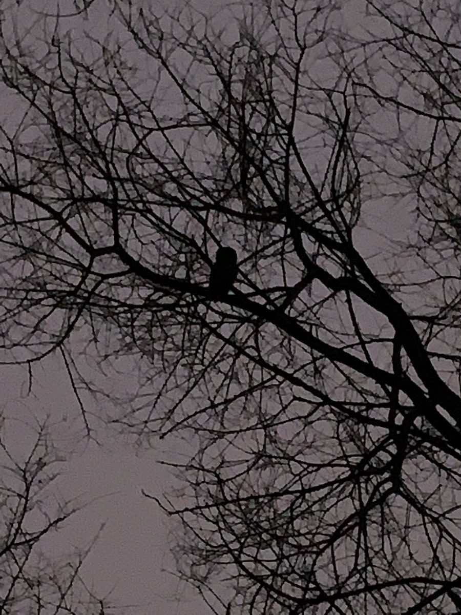 Heard this owl calling all around the park this morning @GedlingBC and finally found it by the railway cuttings #citywildlife @ChrisGPackham