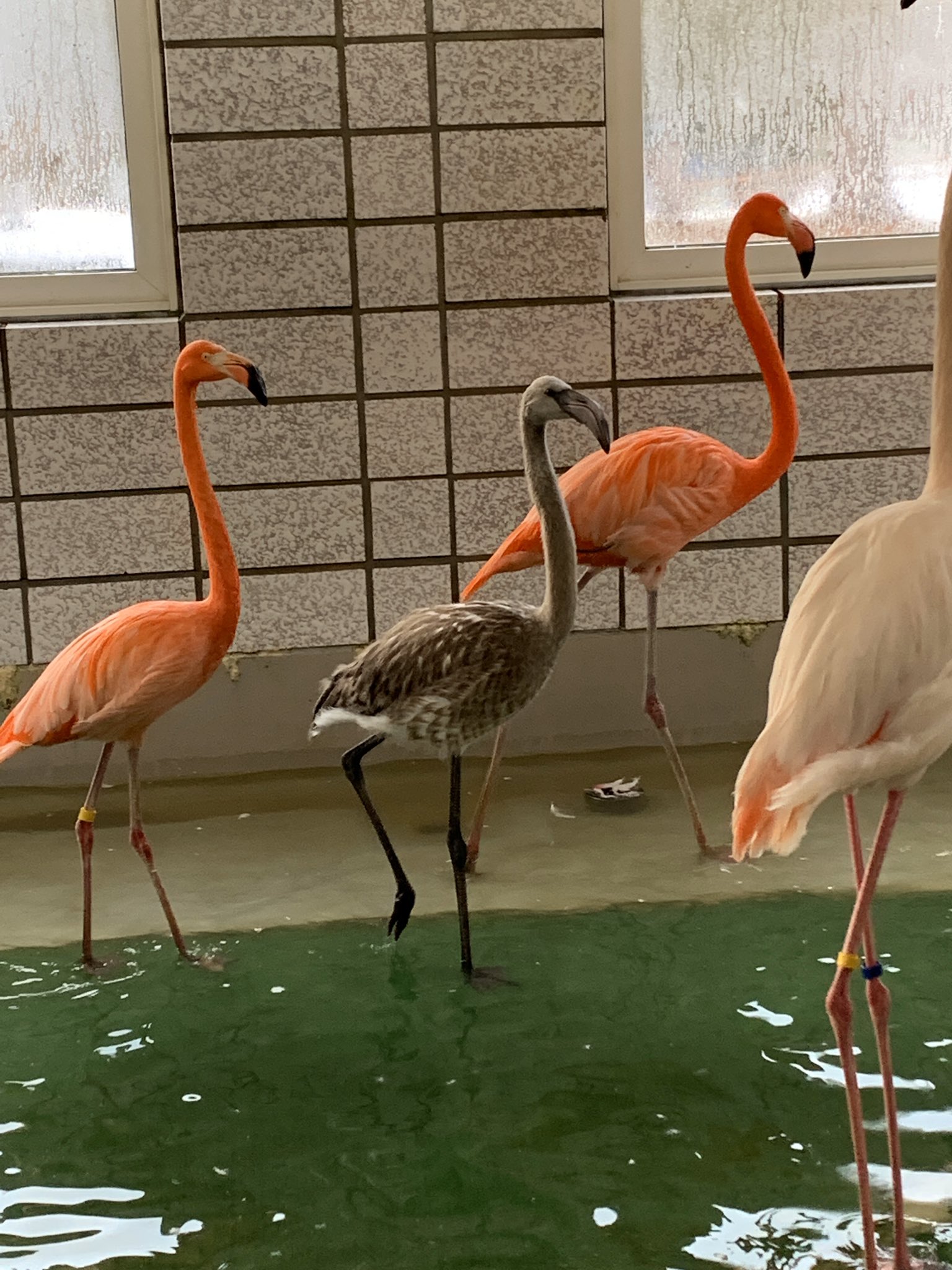 おびひろ動物園 公式 No Twitter 9月に孵化したヨーロッパフラミンゴのヒナもすっかり大きくなりました 現在 ヒナの名前を来園者の方による投票で決めています 締め切りは12月いっぱい 皆さまの熱い一票をお待ちしております 告知が遅れてしまいすみません