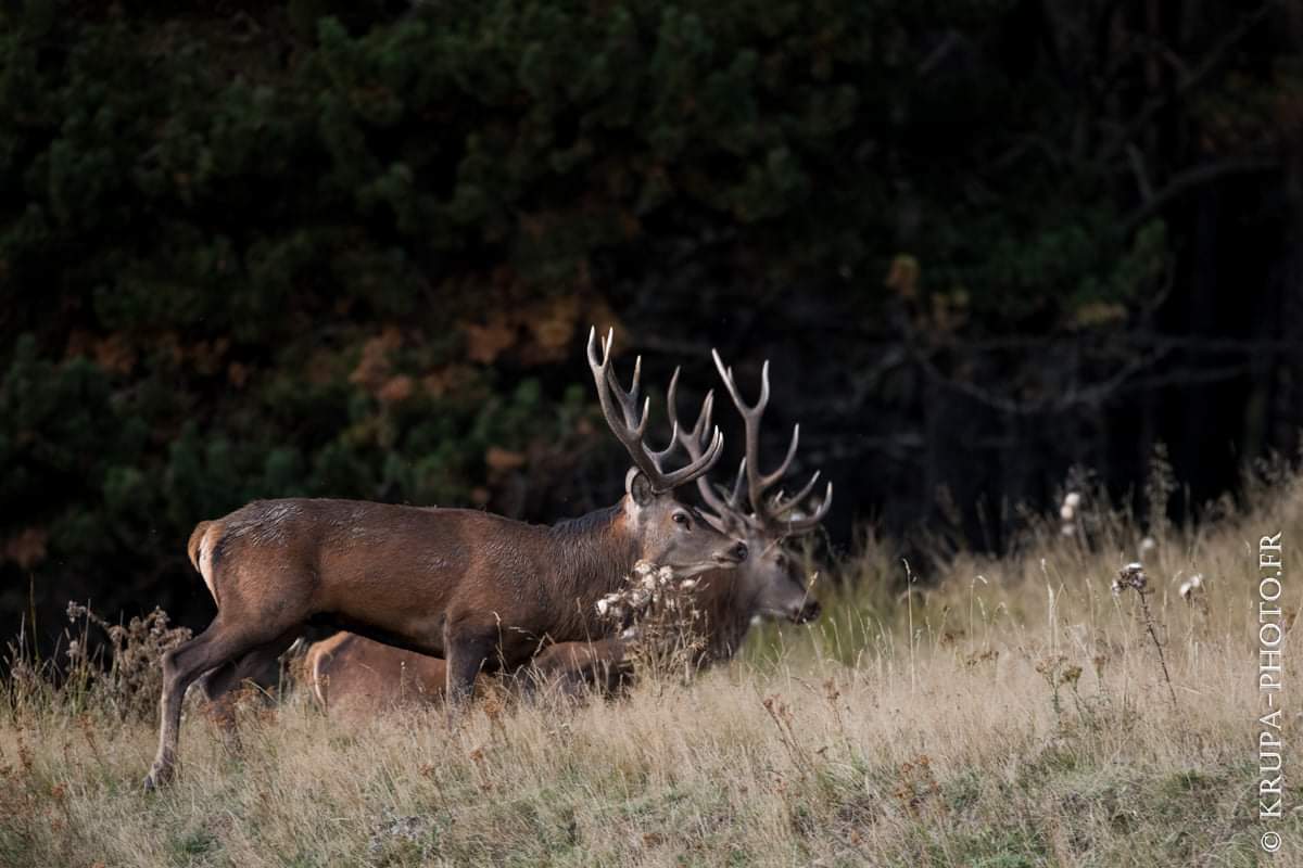 krupaphoto's tweet photo. La marche parallèle 🦌

Brame du cerf 2019
Pyrénées - France
NIKON D850 + NIKON 500mm f/4G AF-S ED VR
500mm, f/4, 1/200s, 720iso, -2/3EV
Lightroom v5

#Pyrenees #cerf #brame #pyreneesorientales #nohedes #brameducerf #chasse #chasseur #reservenaturellecatalane #catalan #catalogne https://t.co/1oFmdsd4BC