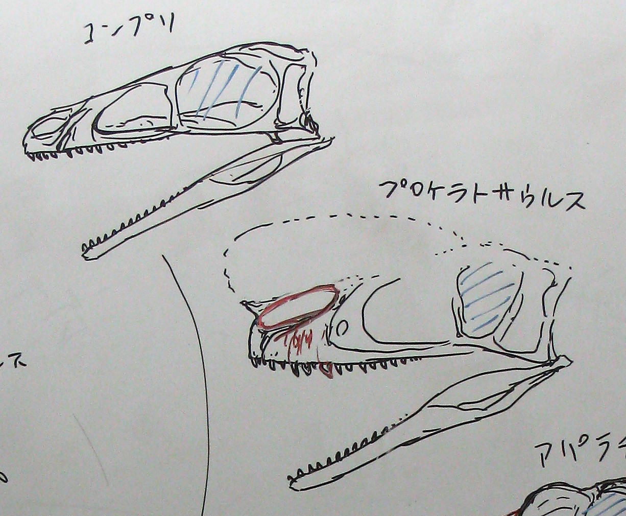 荒れクトロ ドリプトサウルス アパラチオサウルス段階で 大きな獲物を襲うタイプに急激に変化した ただしこの2属はその段階の生き残りで 進化はもっと前に起きていた ティラノサウルスがアパラチアに進出した場合 亜成体がドリプトとの競合に勝ち