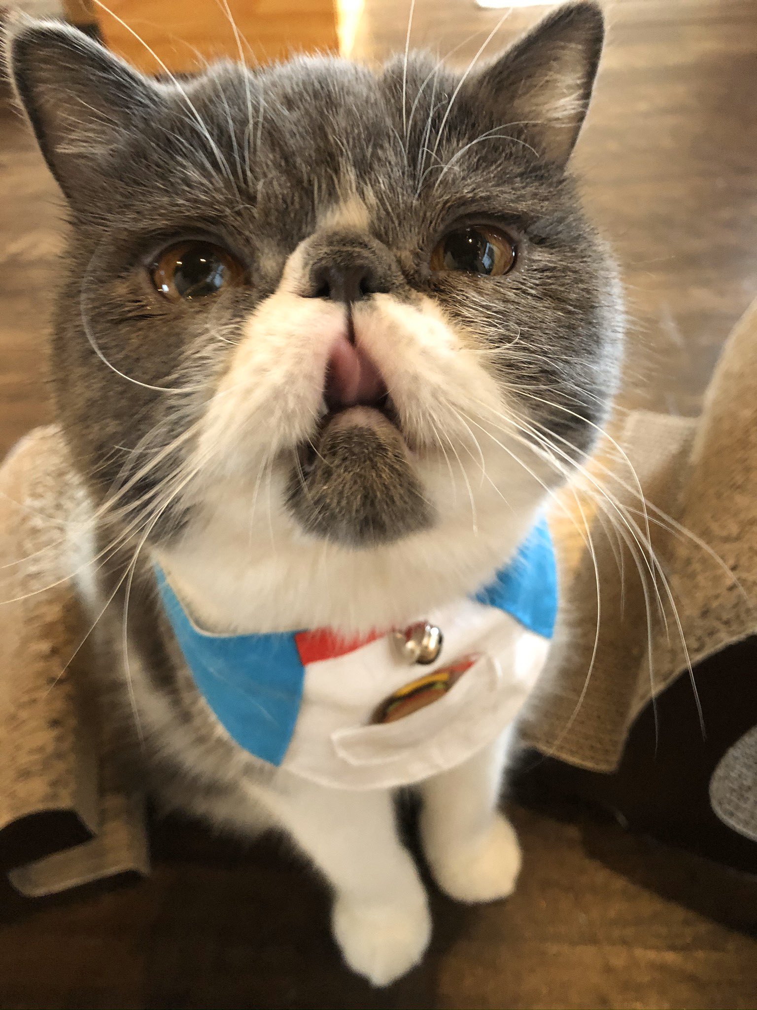 キャットアパートメントコーヒー 元 町家猫カフェ ドラえもんとドラミちゃん そっくり T Co 9d34wrxbl8 Twitter