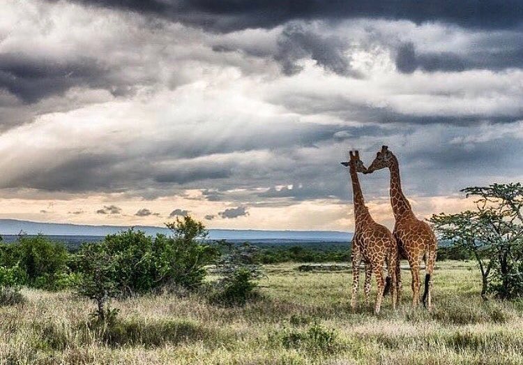 OneRepGlobal1's tweet photo. Friday with love
Unearth Experience, One Rep Global partner. 📸: @roryloader
#onerepglobal #unearthexperience #safari #love #giraffe #rainydays #TGIF #fridaymotivation #luxurytravel #luxurysafari #meetsouthafrica #exploreafrica @unEarthex https://t.co/oYRHuEIjTp