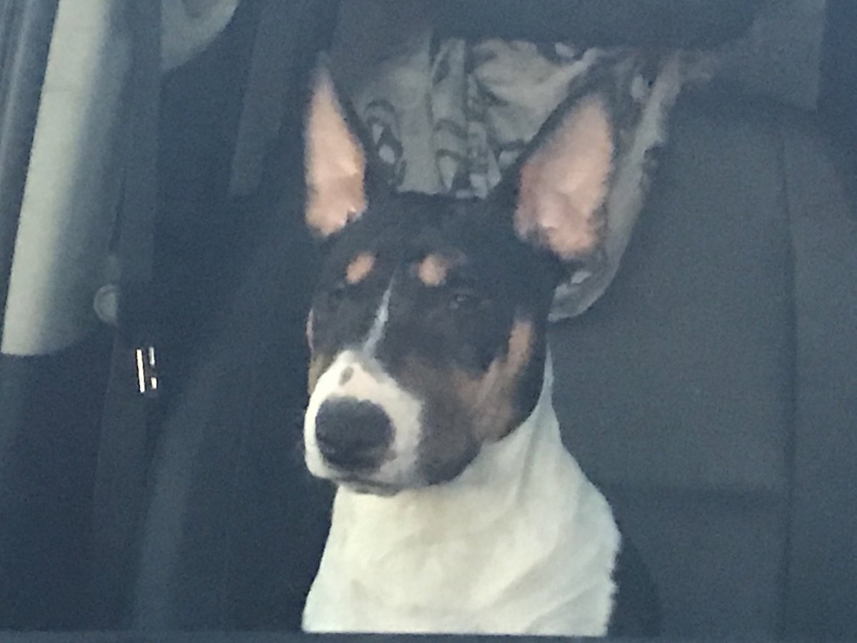 DogsCruz's tweet image. Not up for small talk. #bullterriers