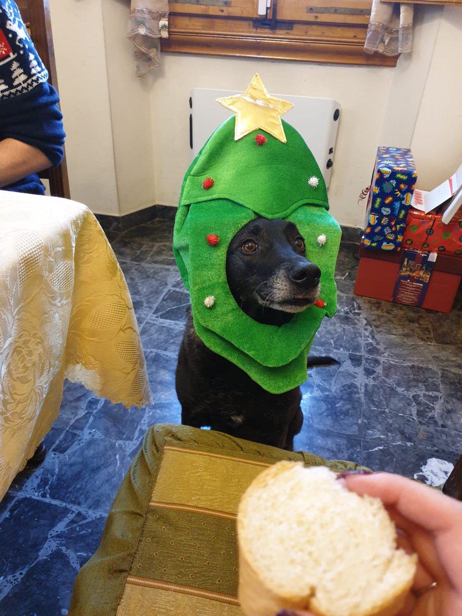 filippodini's tweet photo. Natale รจ passato, Angel ringrazia e saluta! #doginstyle https://t.co/0kQoi7SbFK