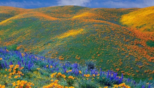 emwakambinda's tweet photo. Kitulo plateau located in southern highlands of Tanzania,Mbeya region.
-Nyakyusa native call it "Garden of God" and others "Serengeti of flowers"
WITH 350 species of plants.
ONLY IN TANZANIA! https://t.co/rx4fNt6mmj