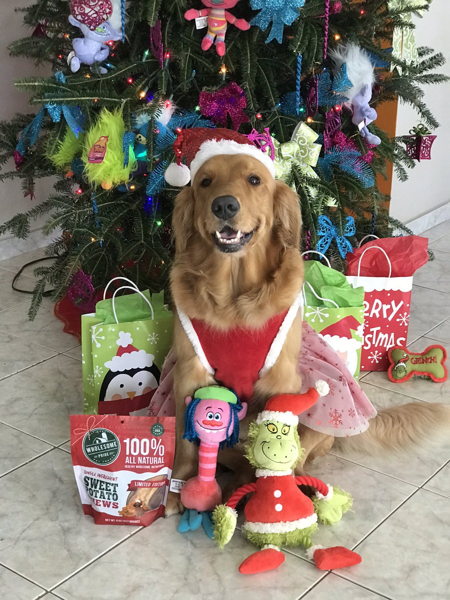 YaidieL's tweet photo. Merry Christmas Marley Love You! #marleythegoldenretrievergirl  🎄🐾😍🎅🏻 https://t.co/rYe70JDsfJ