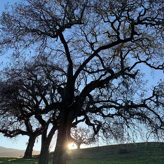 Trees are so underrated ift.tt/2EWLgNu