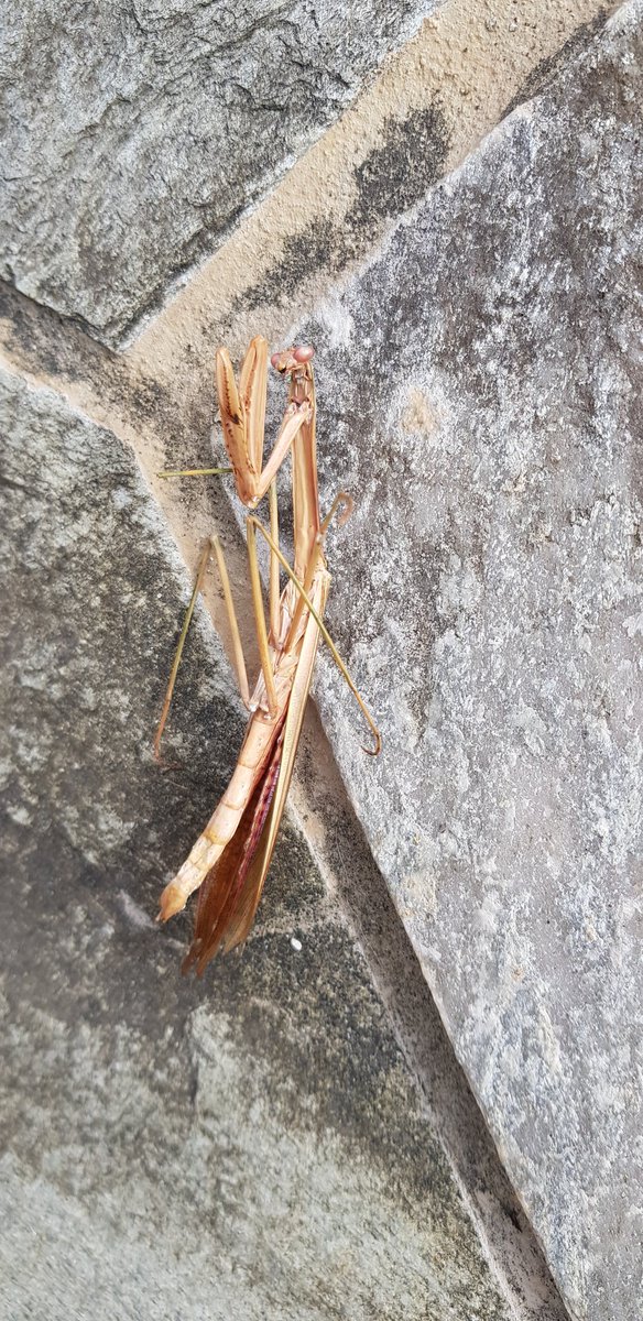 Courtney Allison Zamora (SneakyChick1722) Twitter