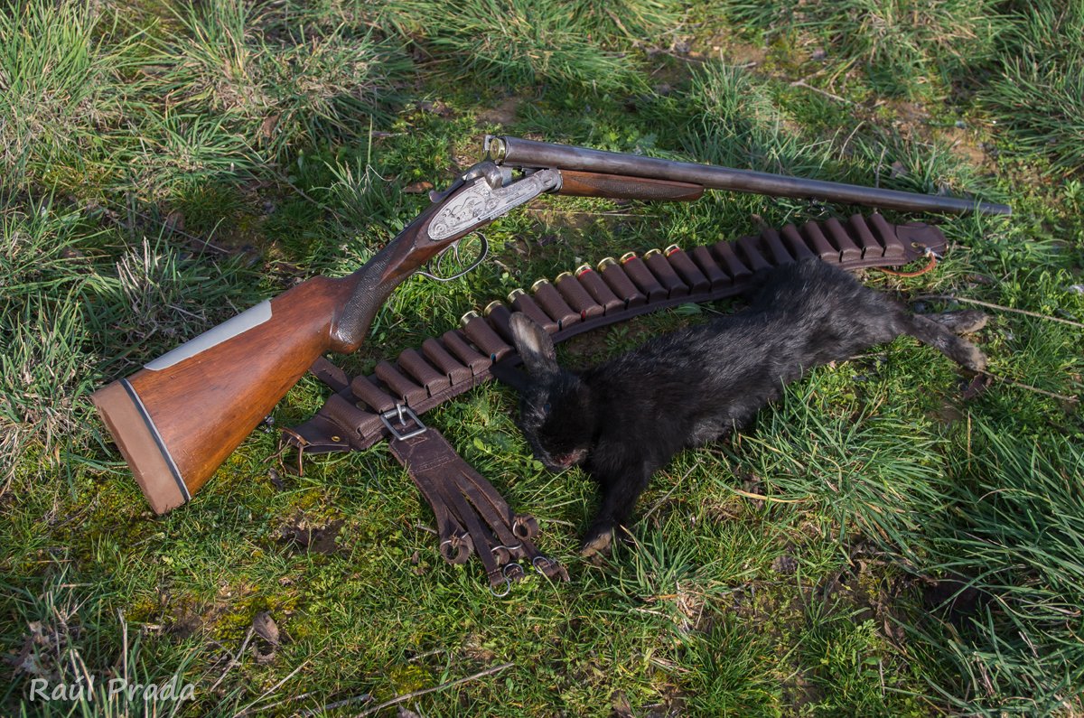 El dia 25 tuve la fortuna de cazar este precioso conejo de pelo negro.