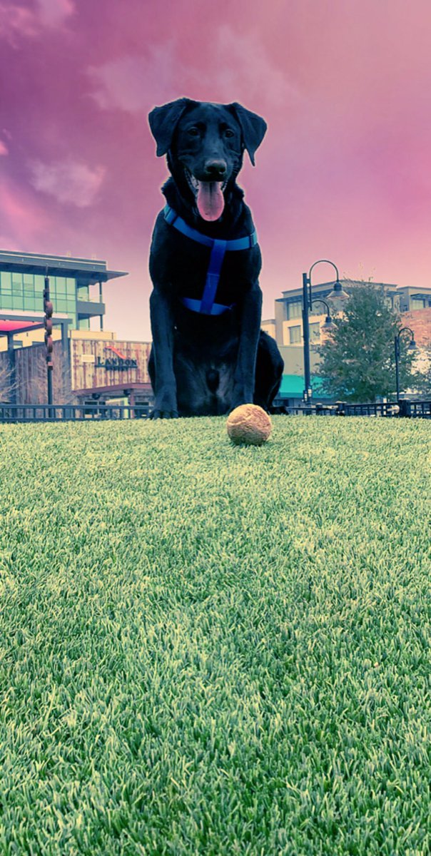 jordyb_edwards's tweet photo. Look at this majestic photo that @QuentinEdwards took of our pup. #Elvis https://t.co/FCYAXuTfNW