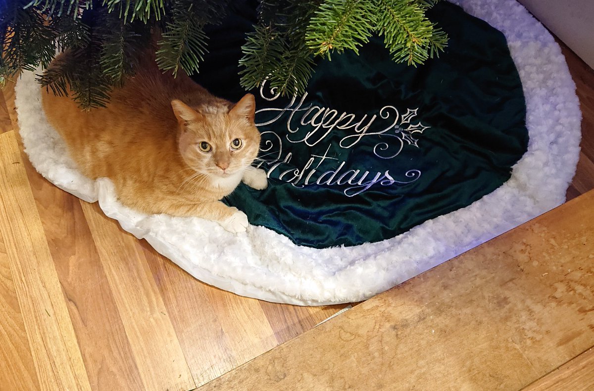 Orange cat on a christmas tree skirt that says, "Happy Holidays".
