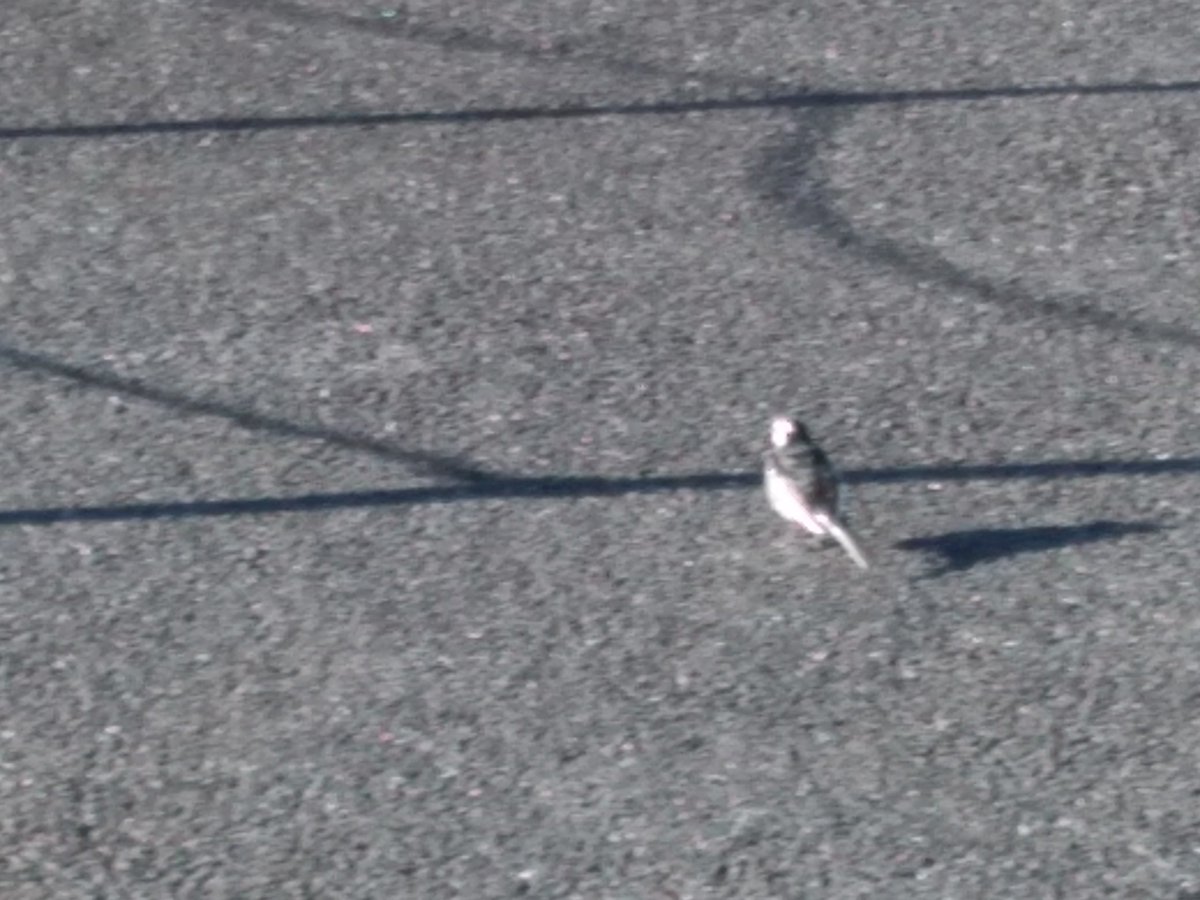 コゲラ 昨日 歩いていたら木に止まるメジロをみた 今日はセキレイらしき鳥をみた 生まれ変わったら野鳥になりたい コゲラ 昨日 歩いていたら木に止まるメジロをみた 今日はセキレイらしき鳥をみた 生まれ変わったら野鳥になりたい