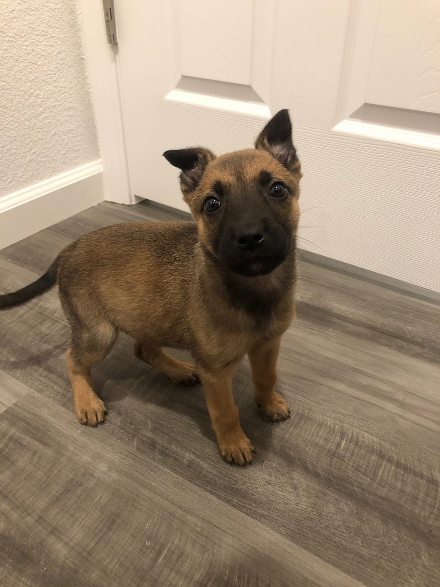 lesleyleft's tweet photo. Hi guys my name is Bailey! I’m a one month old Malinois Shepard who needs a home 🥺 I have all my shots, I’m smart, I sleep good at night and I only cry when I have to go potty. Oh and I’m FREEE! (Dm me if you’re interested in loving and caring for Bailey💞) https://t.co/80xeoLYwe3