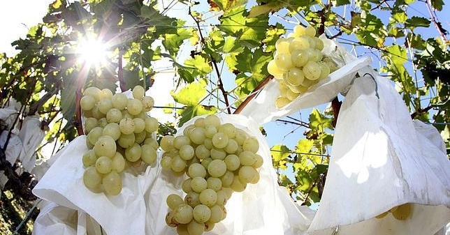 madridesmas_'s tweet photo. #GASTRONOMÍA| Os contamos el origen de la tradición de tomar las #uvas con las campanadas de #Nochevieja y os hablamos de la uva de mesa embolsada #Vinalopó, que cuenta con la calificación de Denominación de Origen Protegida. #UvaVinalopó #MadridEsMás

https://t.co/HInfWTxNed https://t.co/zpPUFIE6JM