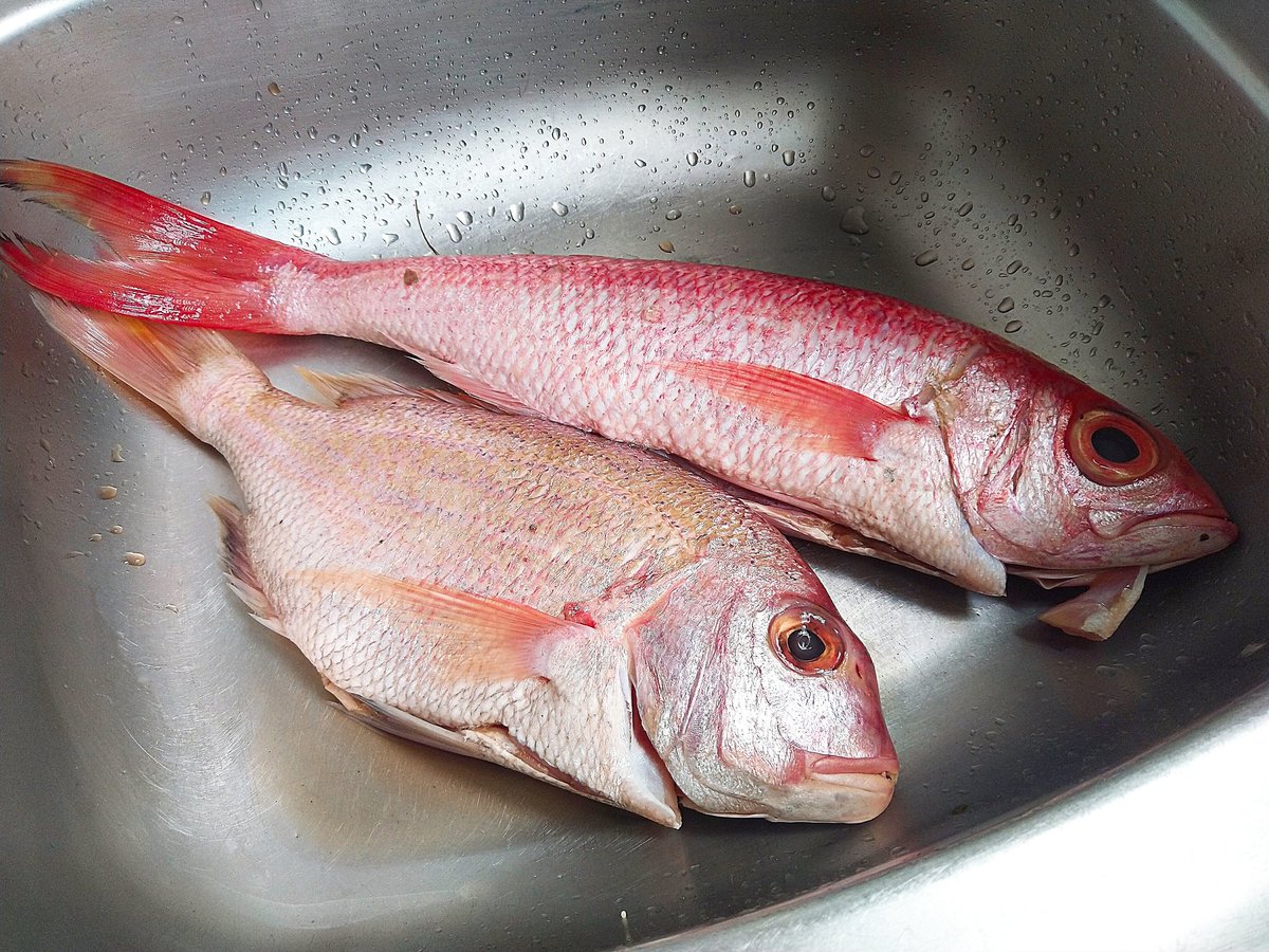 FishTamtam's tweet photo. FRESH RED SNAPPER WHOLEFISH available at kes 650/kg
Text/App 0721639601 to order for a doorstep delivery~small fee applicable
#redsnapperfish #mamboyapwani💯 #tamtamfreshfish #seafishdeliveryinnairobi #seafishmarket #happyholidays2019 #merrychristmas🎄 #BoxingDay https://t.co/92BndoPMoz