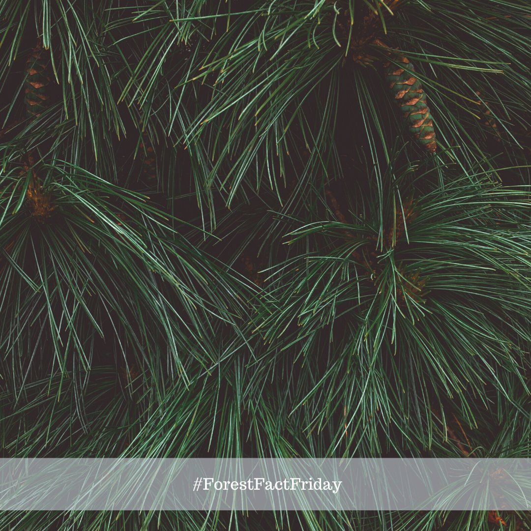 PEFC Nederland tweet media