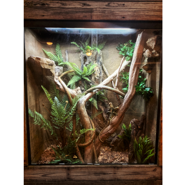 Here are some quick shots of the custom 4 L x 2 W x 5 H enclosure for a group of monkey tailed skinks that we recently built for Mallory Lindsay for her new YouTube set.

Subscribe on YouTube to Ms. Mallory - The Curious Conservationist - youtu.be/IRrJYI5wc8Y