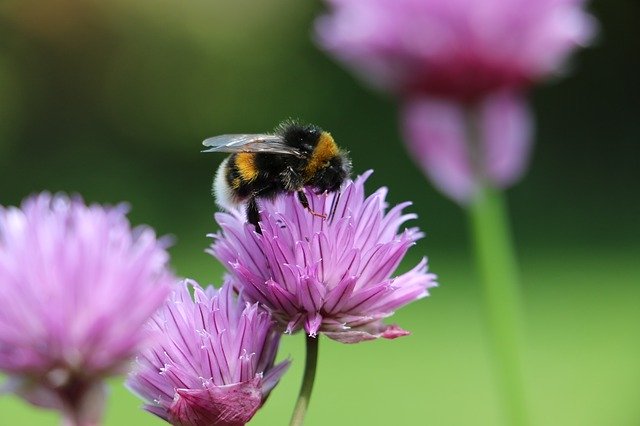 2020 Ways To Help Wildlife
1. Plant for pollinators and make your very own insect cafe by planting nectar rich wildflowers which insects and bees love. Check out our website for bee and butterfly friendly mixes.
seedball.co.uk