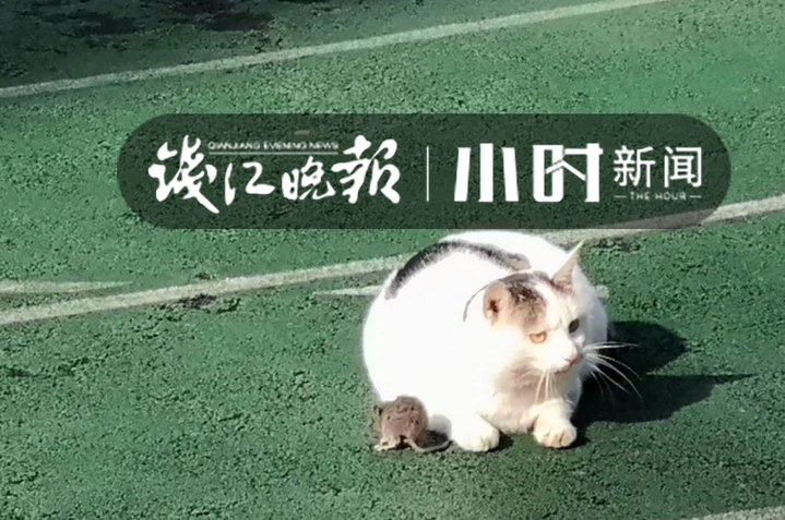 InZhejiang's tweet photo. 😅It's finally not rainy today. Someone caught that "Tom” and "Jerry" enjoyed the sunshine together in the afternoon. (photo/qianjiang evening news) #ZJLoveStory #LifeinZhejiang #ZJPick #tomandjerrymemes #cat #mouse #pets #cuteanimals #hangzhou #china https://t.co/HB3yoHiSpp
