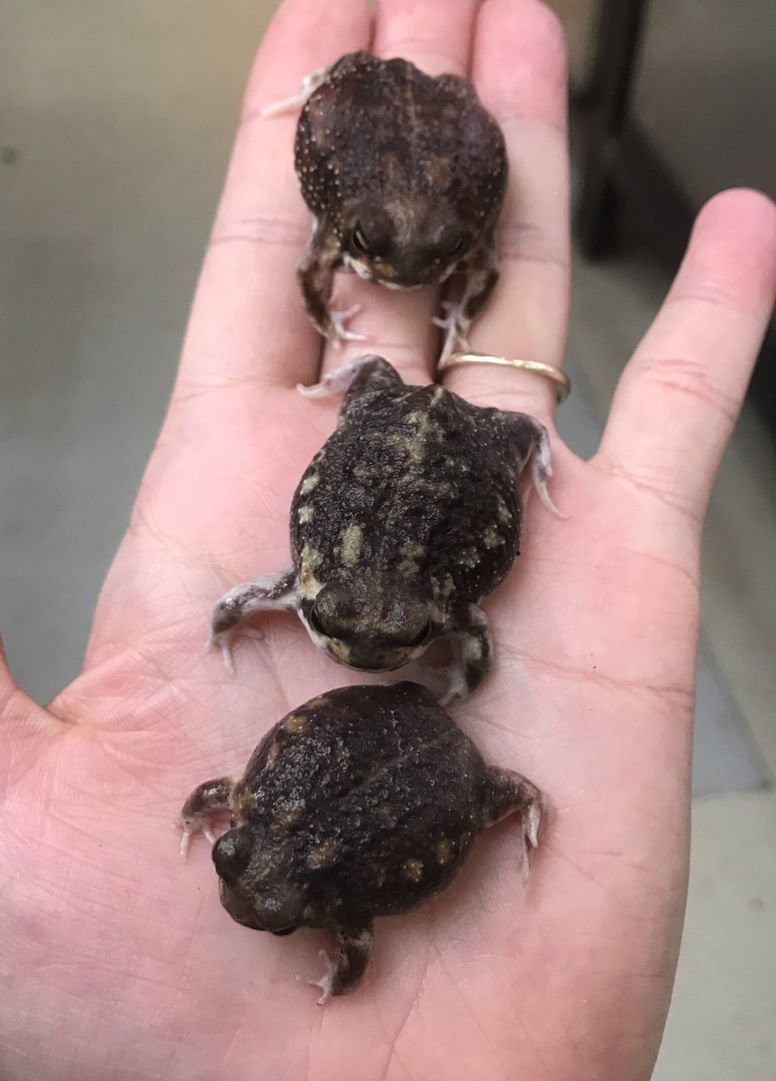 アメフクラガエル 餌 アメフクラガエル 餌