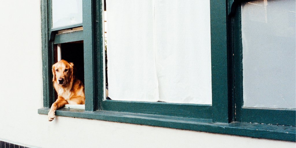 sashcasewindows's tweet image. Check out our recent blog post featuring a quick guide to renovating your sash &amp;amp; case windows - sashandcasewindowsdirect.com/a-quick-guide-… #sashandcasewindows #sashandcasewindowsdirect #windowrenovation