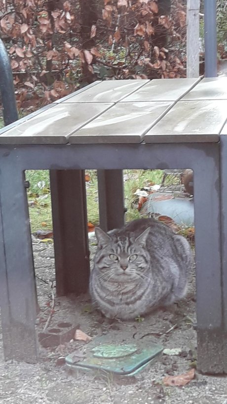 En bij wie is deze schat van een kat weggelopen en/of vermist geraakt? Zij/hij is hongerig en verblijft nu in onze tuin in Ede. We kunnen haar/hem niet opnemen, maar maken ons zorgen i.v.m. vuurwerk en intredende kou. Help! 🎆🌨️