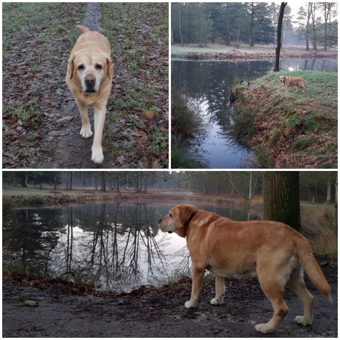 3e Kerstdag: samen aan de wandel, nagenieten van #kerst maar ook nadenken over #2020. 
Wat wil ik wel en wat niet? Waar leg ik mijn prioriteiten en wat laat ik aan me voorbij gaan? Ga ik dingen anders doen of juist niet? Wat pak ik aan of laat ik los ? Dat soort vragen 🤔 ^jn