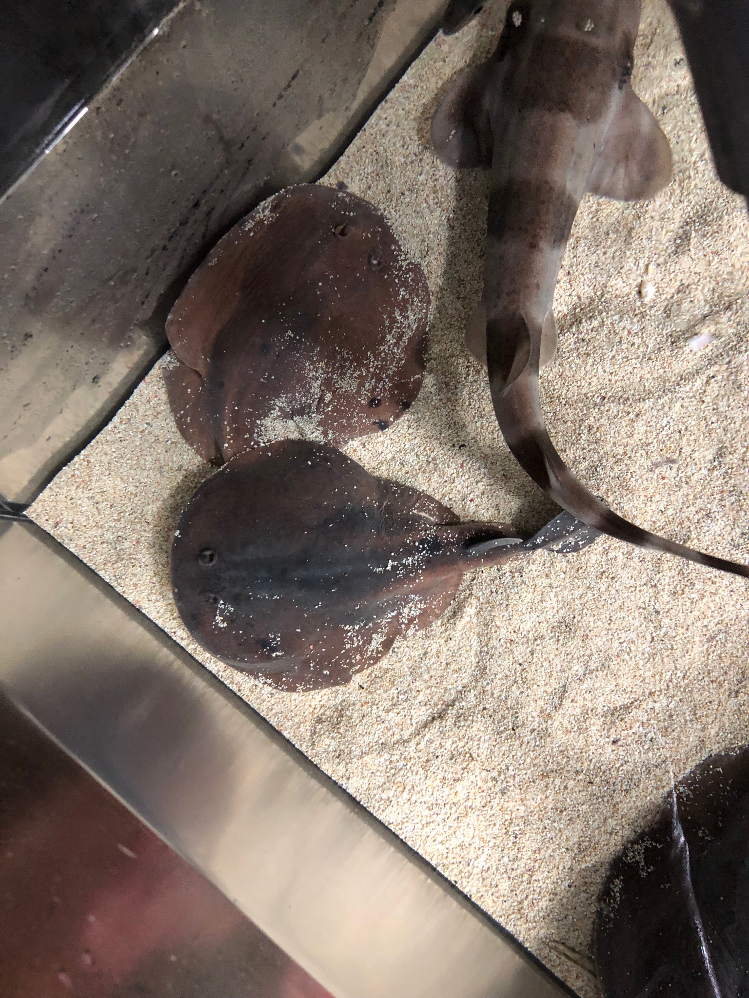 Sorari 同月 アミメウマヅラ 珍しいウマヅラハギの仲間です この子もサメの胃から出現した個体です T Co Yb6uixkt7j Twitter