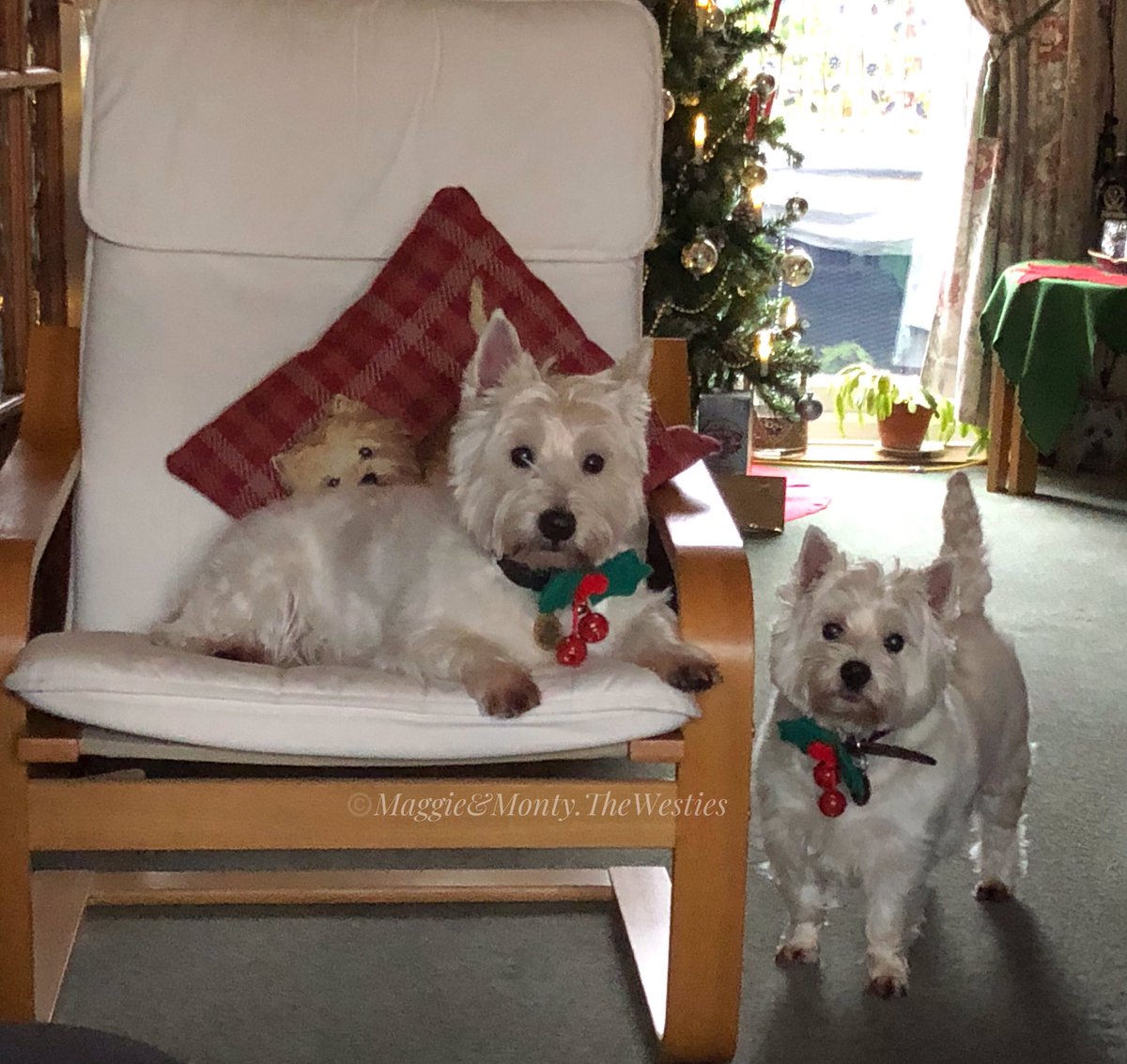Hope everyone had a Wonderful Christmas!  We had a lovely day with Mum & Dad at Granny & Grandads! #maggiethewestie #montythewestie #maggieandmontythewesties #westie #westies #westhighlandterrier #westiesofinstagram #dogsoftwitter #westiesoftwitter #xmas2019