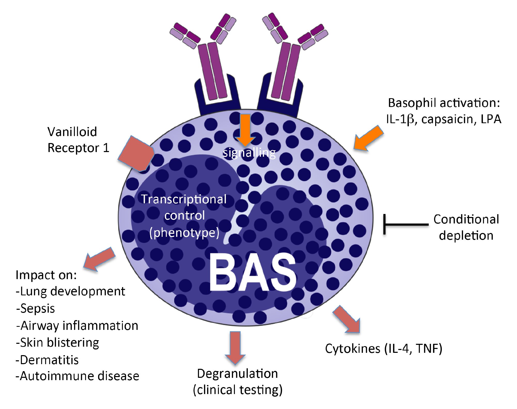 Basophil Mast Cell