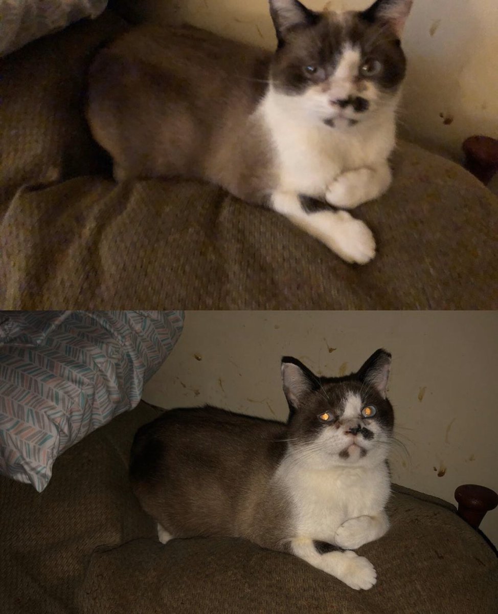 kumapaws376's tweet photo. #mycat #patches #eyeinfection πΏ#goodboy #cat #CatsOfTwitter π»#mrpatch #sweetheart #kitty π± https://t.co/w3YRpGwlOK