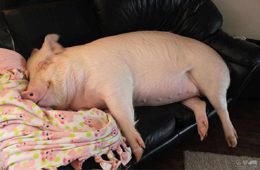 varkensinnood's tweet photo. Derde kerstdag is: lekker uitbuiken op de bank 🐽 https://t.co/tDr58eIe6G