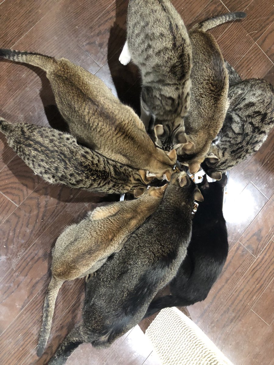 NPCGamers1's tweet photo. ねこまみれ
しこく https://t.co/CItEPSU5jO