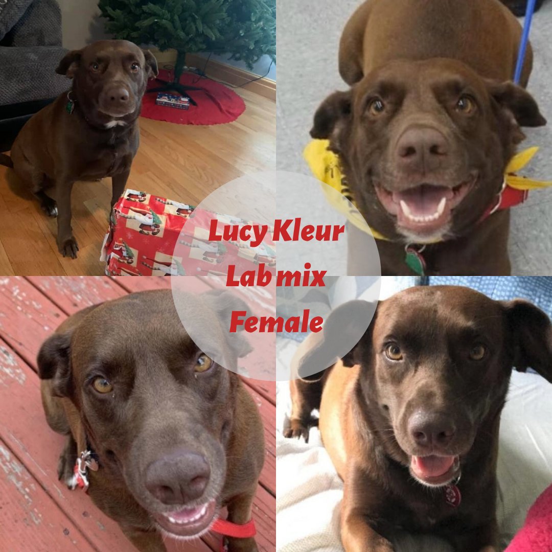 Lucy Kleur has been waiting for a home for quite some time. 😢 And she's hoping someone will adopt her soon! She appears to be a chocolate lab mix and around 4 years old. She loves playing with her squeaky chew toys, going for walks, and cuddling. bit.ly/2PPppMM