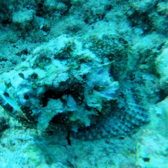 scuba_hawaii's tweet photo. RainbowScuba: KGoetz2005 : Camouflaged fish!
#Hawaii #scuba #Gopro #camoflaugedfish #coralreef #underwaterexplorer #divingisfun #divingtime #adorablefish #underwaterfunfun #devilscorpionfish hawaiiscubadiving https://t.co/4U46KLBXit (#follow … https://t.co/sRuHJzFpGK